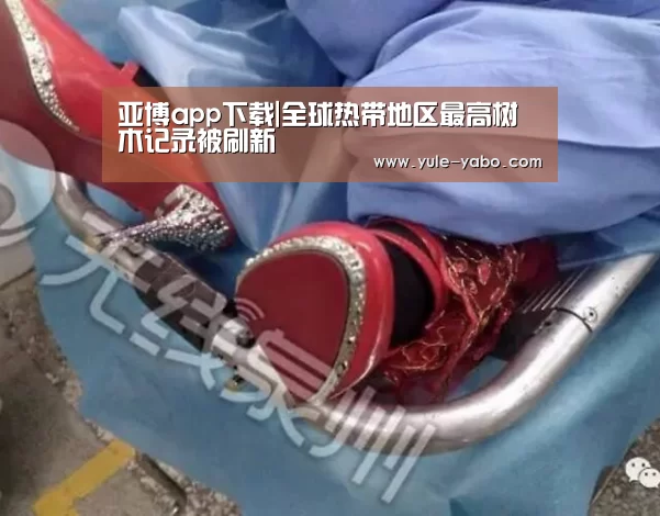 亚博app下载|全球热带地区最高树木记录被刷新(图2) 亚博app下载