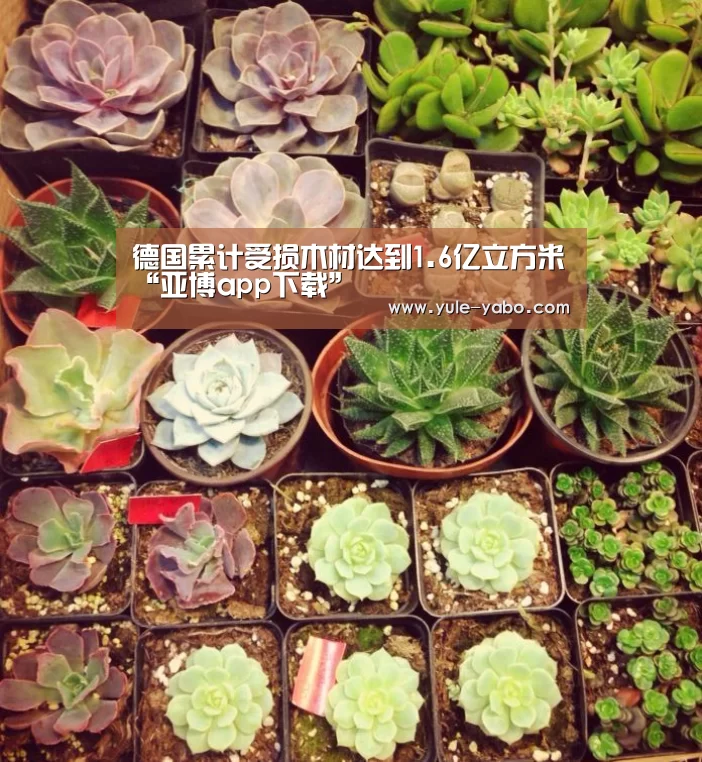 德国累计受损木材达到1.6亿立方米“亚博app下载”(图4) 亚博app官网